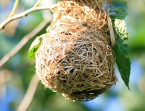 brown bird nest thumbnail