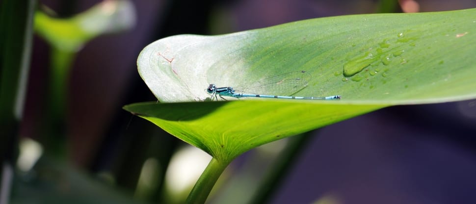 blue dragon fly in green leaf during daytime preview
