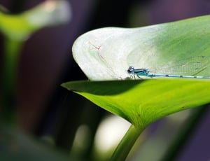 blue dragon fly in green leaf during daytime thumbnail