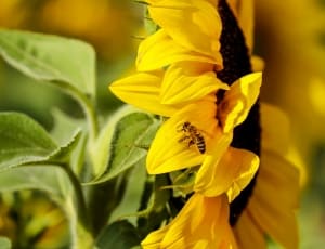 sunflower plant thumbnail