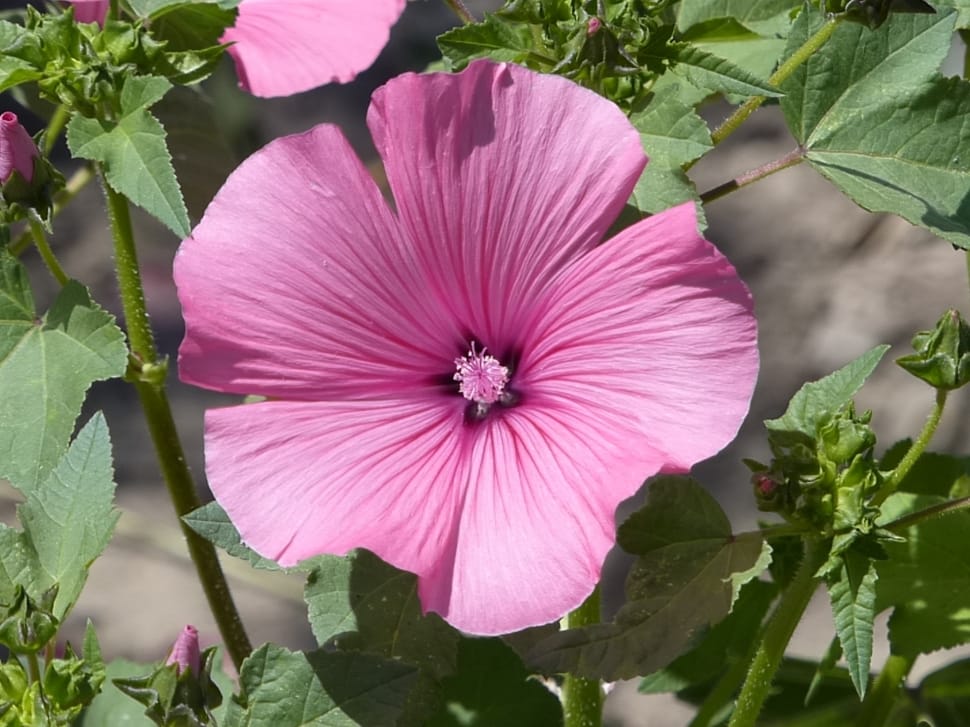 pink hollyhock preview