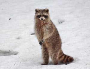 brown raccoon thumbnail