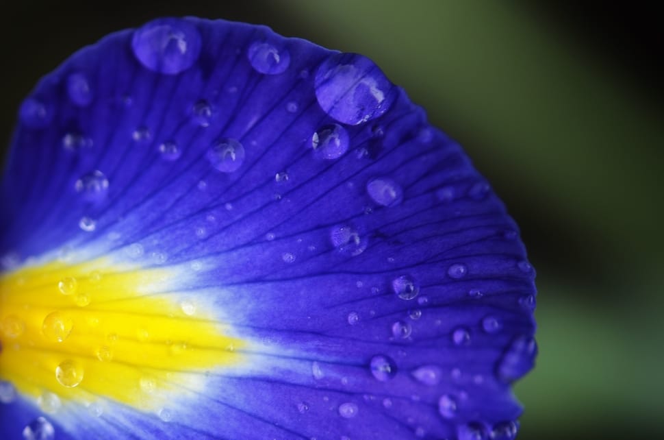 blue and yellow petaled flower preview