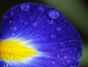 blue and yellow petaled flower thumbnail