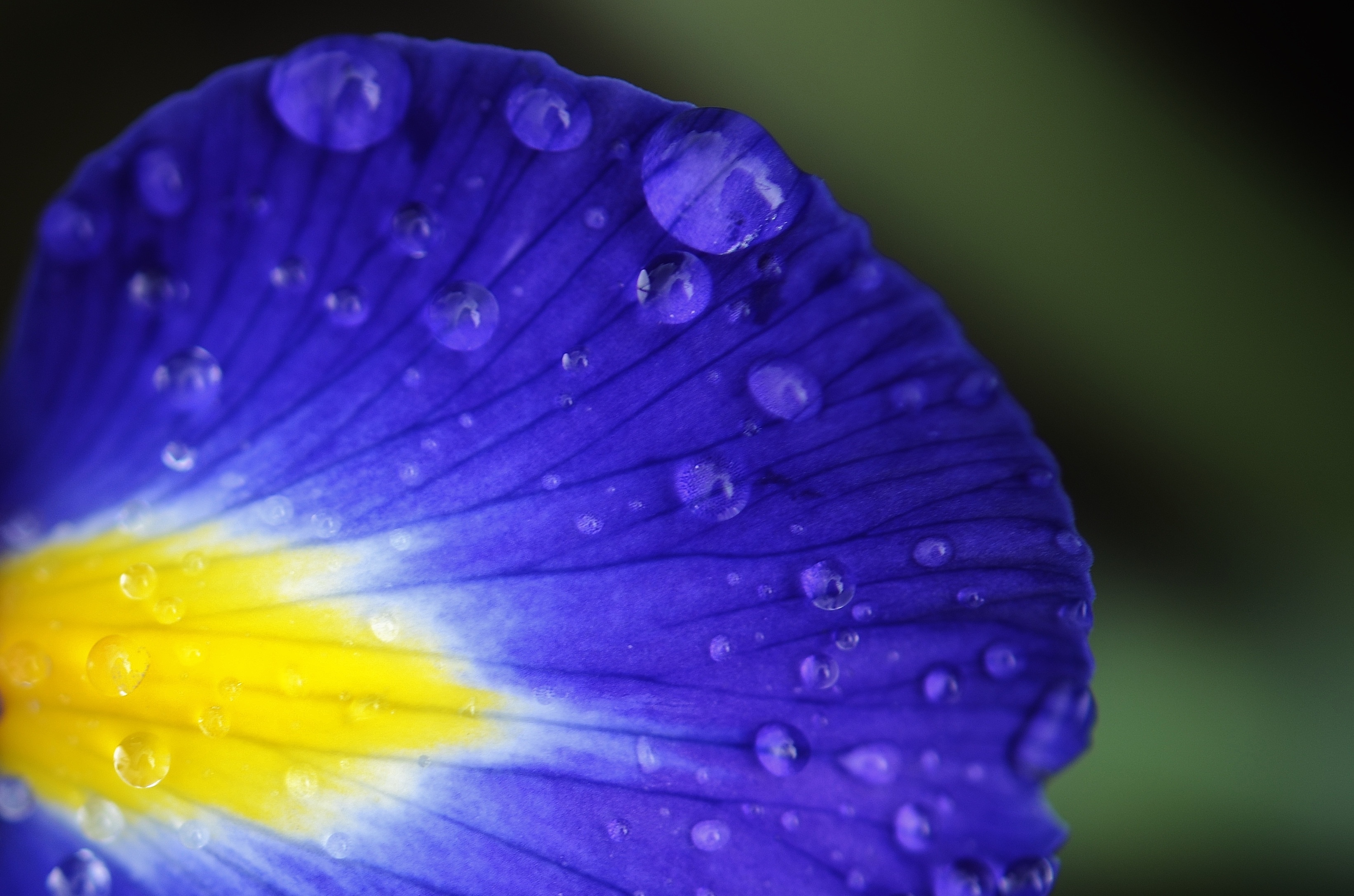 blue and yellow petaled flower