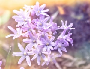 Puschkinie, Pink, Nature, Spring, Sweet, flower, purple thumbnail