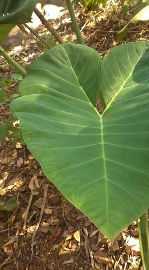 green heart shape plant thumbnail