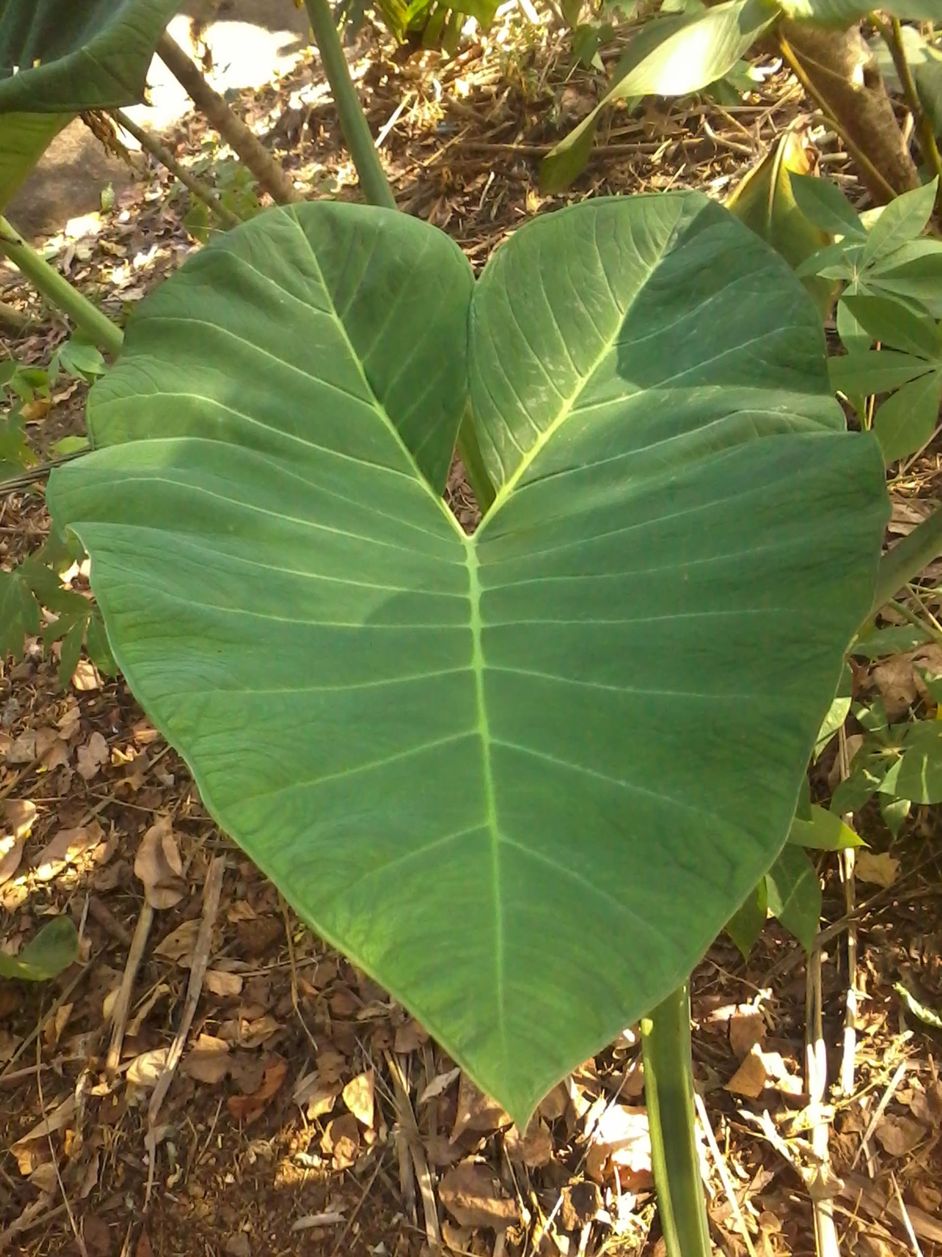 green heart shape plant