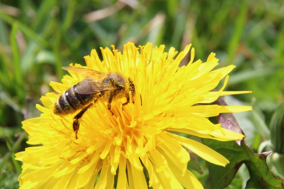taraxacum and honey bee preview