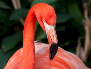 orange flamingo bird thumbnail