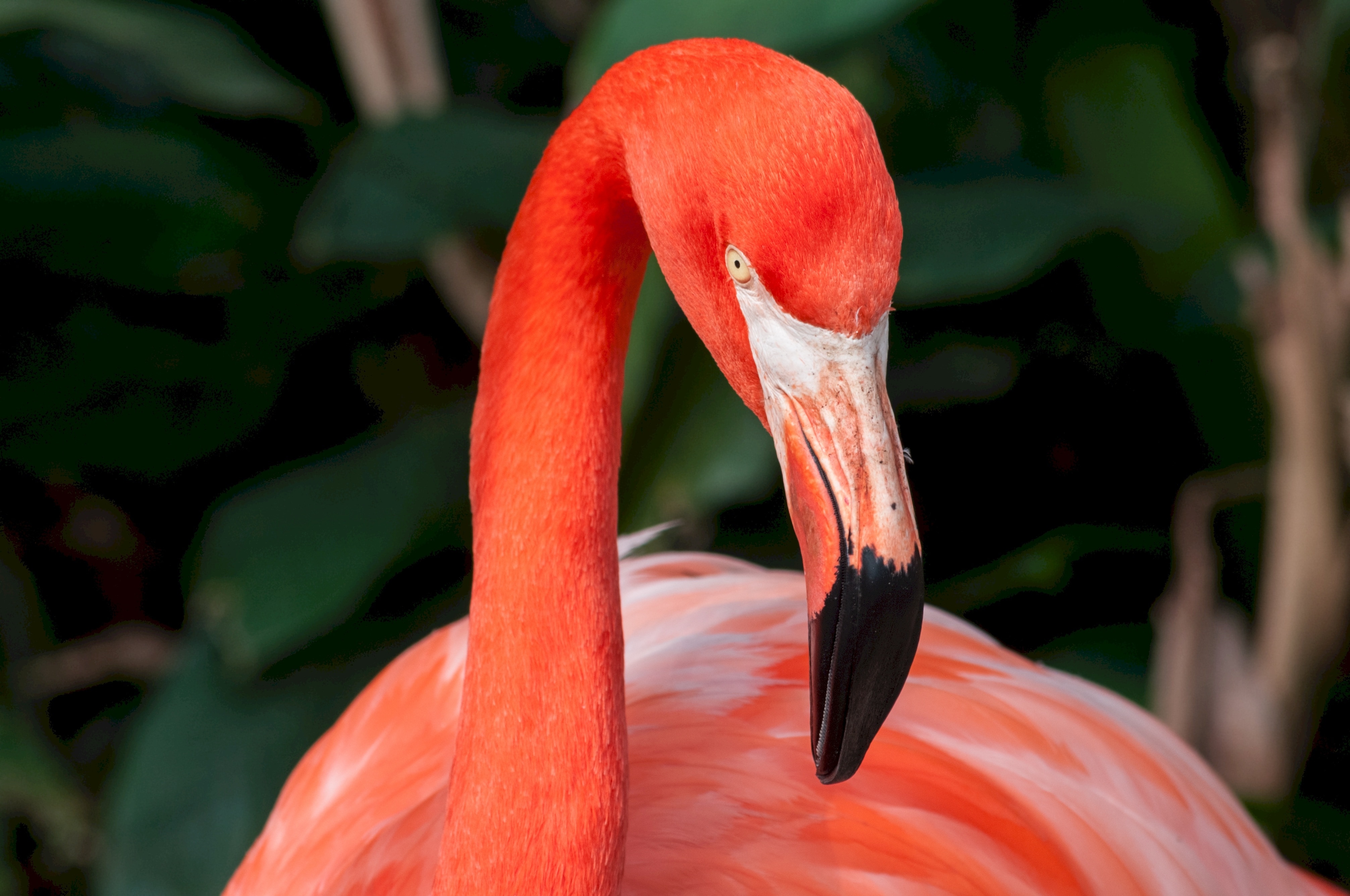 orange flamingo bird