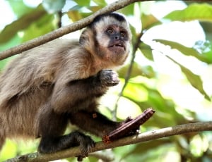 white and black primate eating fruit while on tree branch thumbnail