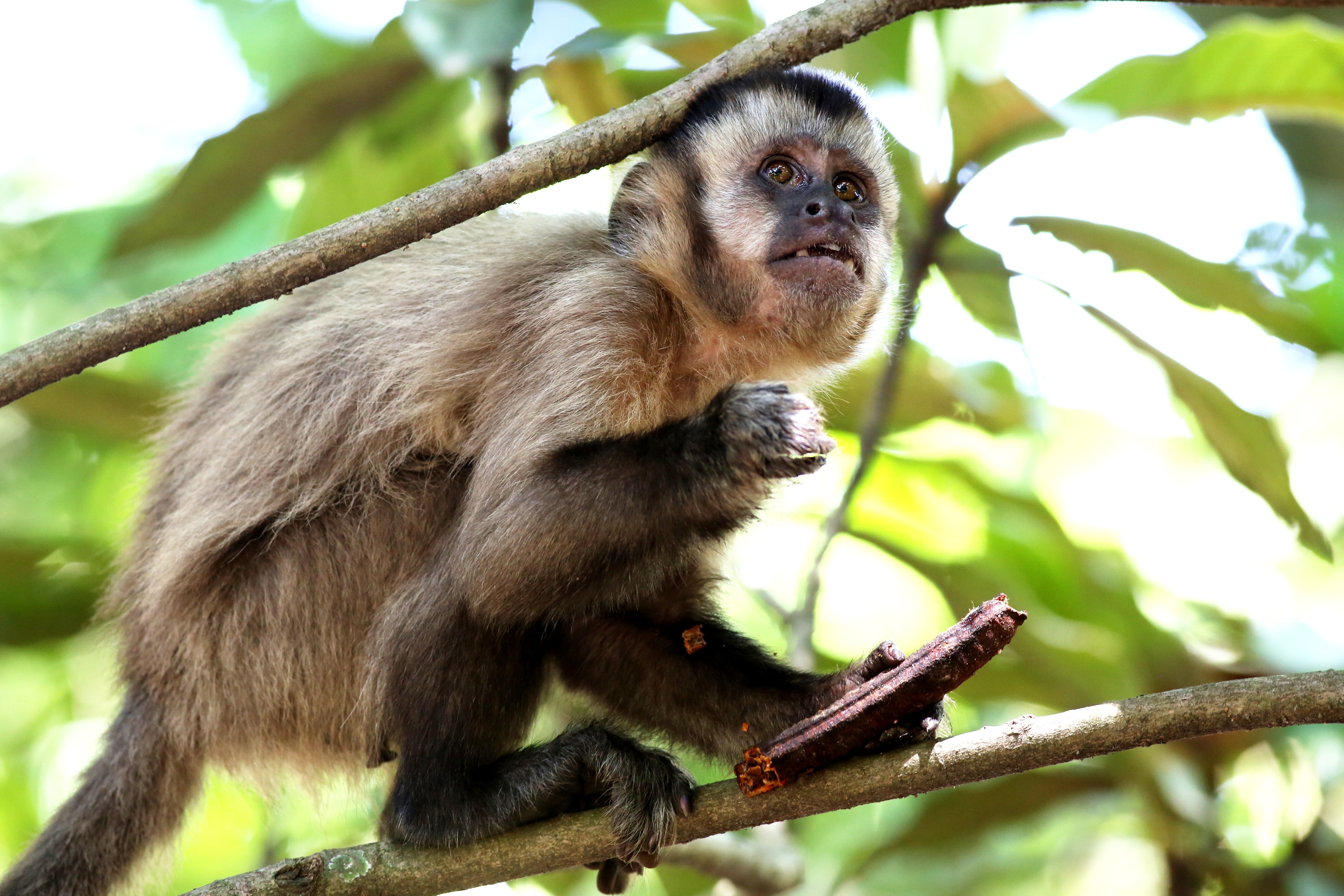 white and black primate eating fruit while on tree branch