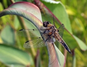 brown and black dragonfly thumbnail