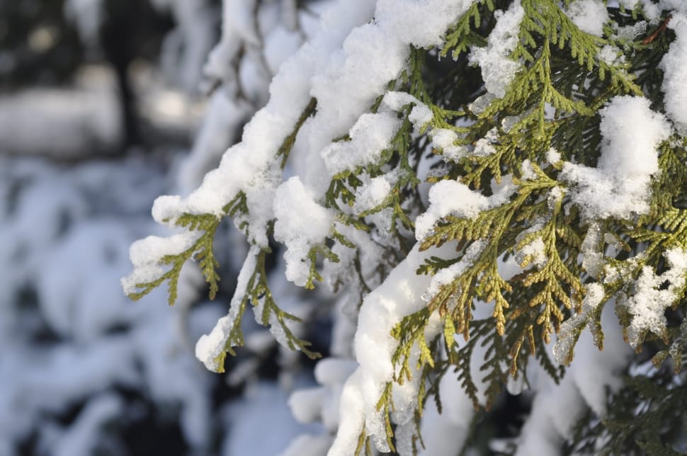pine tree with snow preview