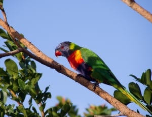 green orange and gray parrot thumbnail