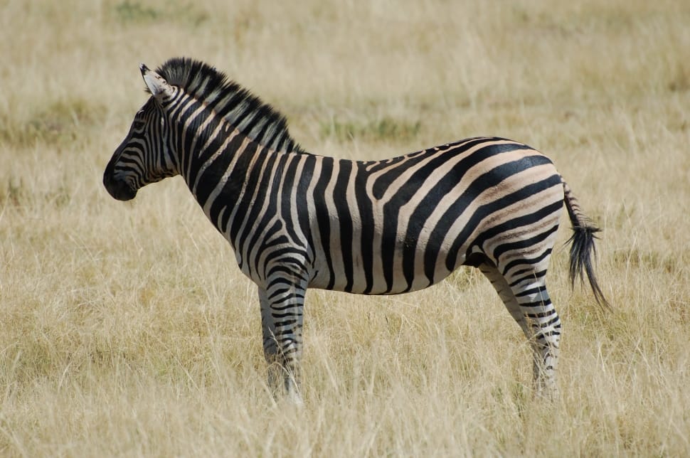 zebra photo preview