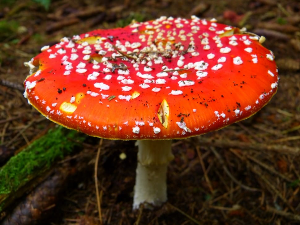 Mushroom, Red, Fly Agaric, mushroom, fungus preview