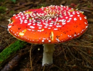 Mushroom, Red, Fly Agaric, mushroom, fungus thumbnail