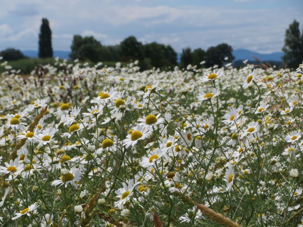 white petaled flower field preview