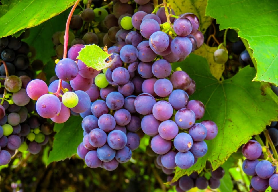 red grapes on vine preview