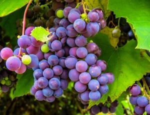 red grapes on vine thumbnail