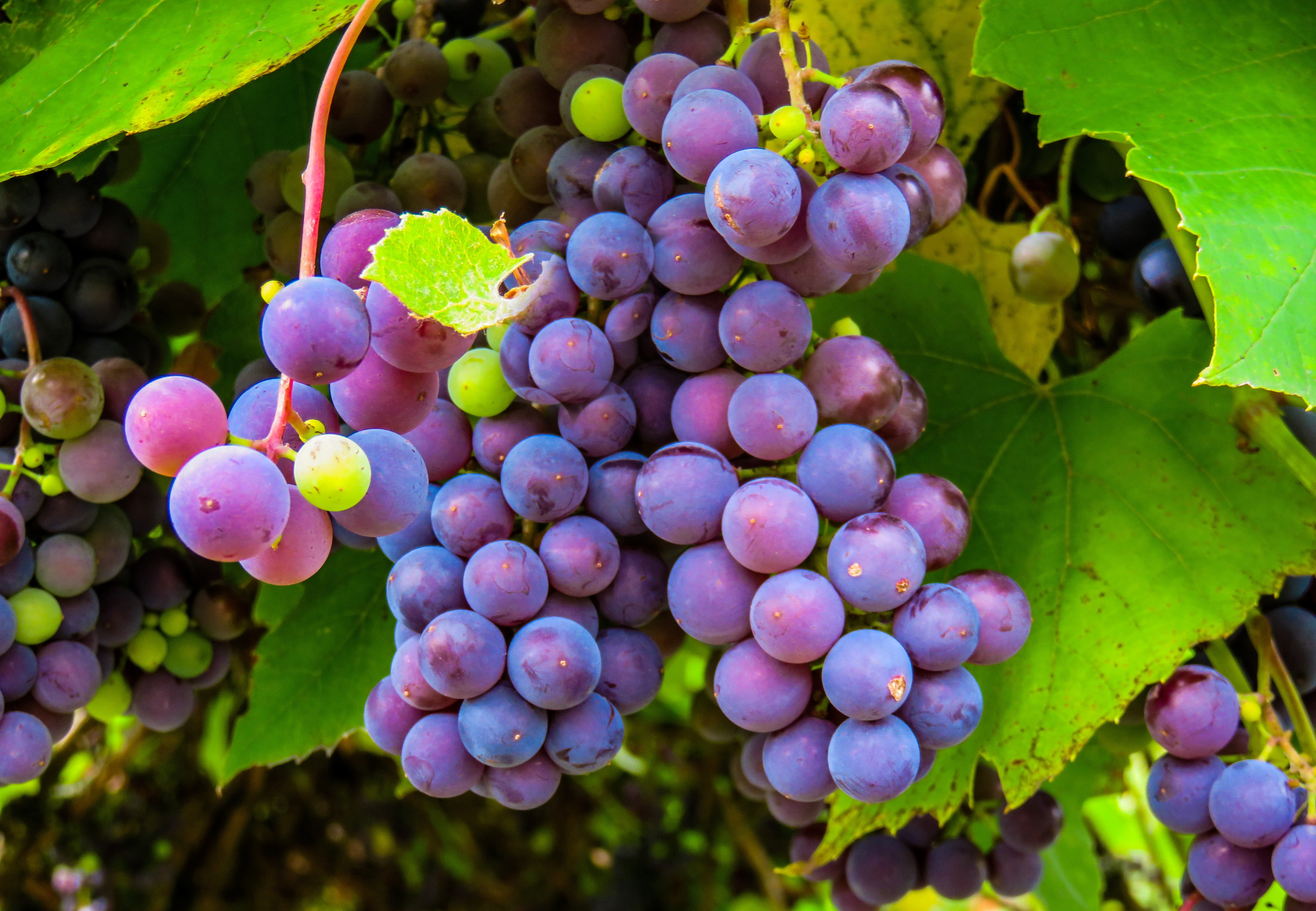 red grapes on vine