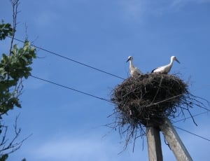 two white birds on nest thumbnail