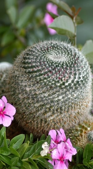 Flowers, Cactus, Botanical Garden, flower, pink color thumbnail
