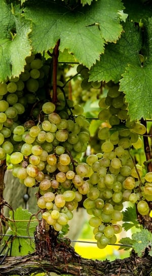 shallow focus photography of green grapes thumbnail