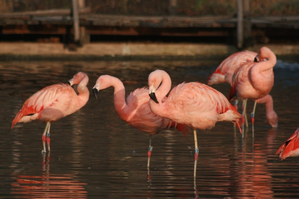 american flamingo preview