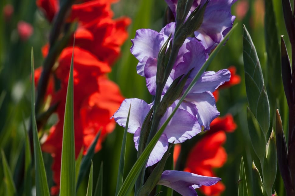 Gladiolus, Iridaceae, Sword Flower, Red, flower, growth preview