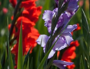 Gladiolus, Iridaceae, Sword Flower, Red, flower, growth thumbnail