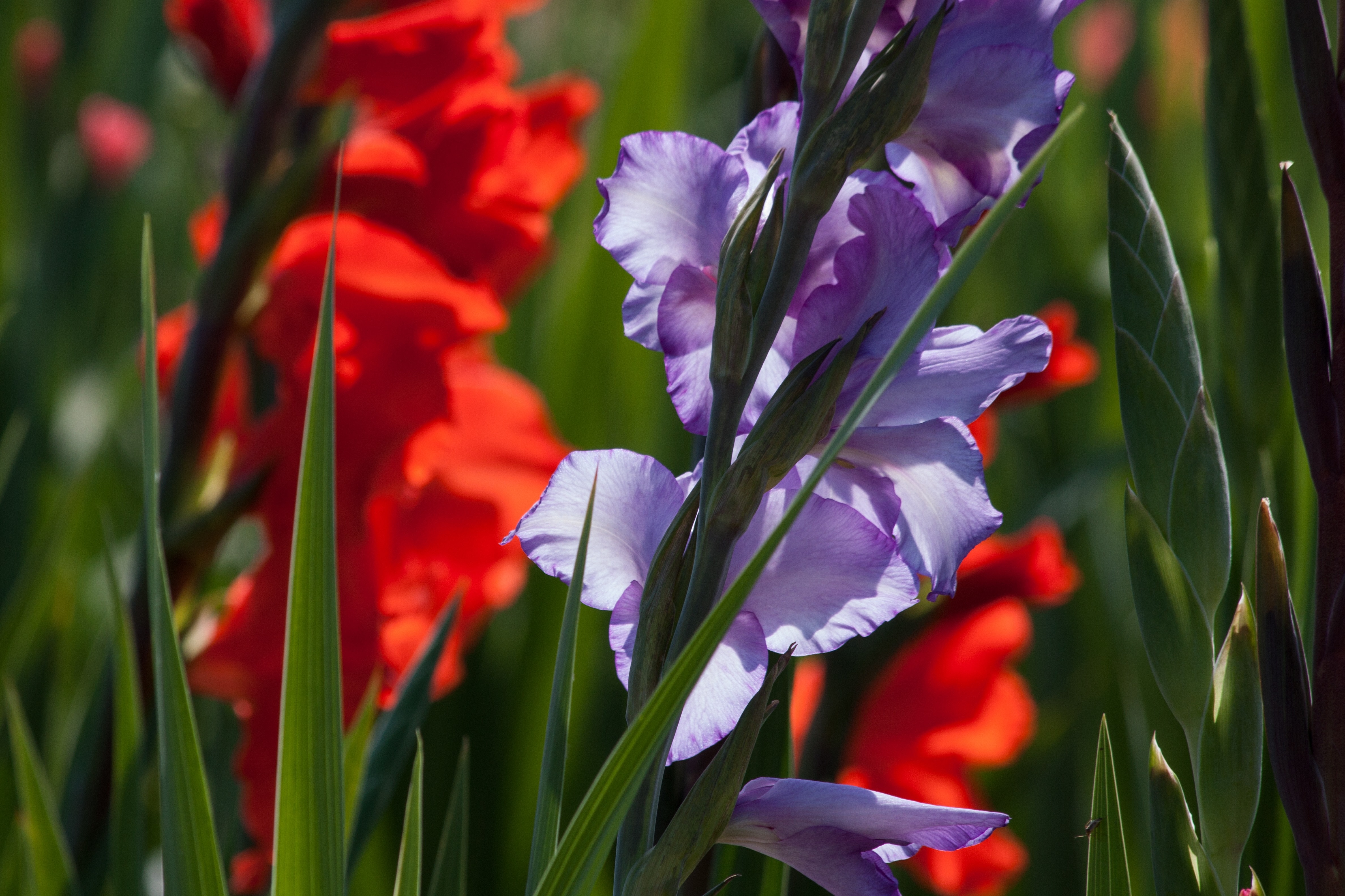 Gladiolus, Iridaceae, Sword Flower, Red, flower, growth