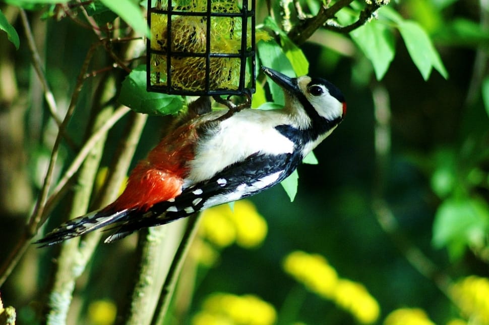 Downy Woodpecker preview