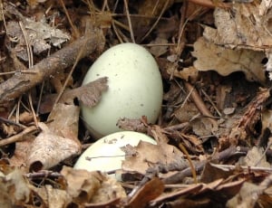 Eggs, Socket, Foliage, Spring, Bird, close-up, no people thumbnail