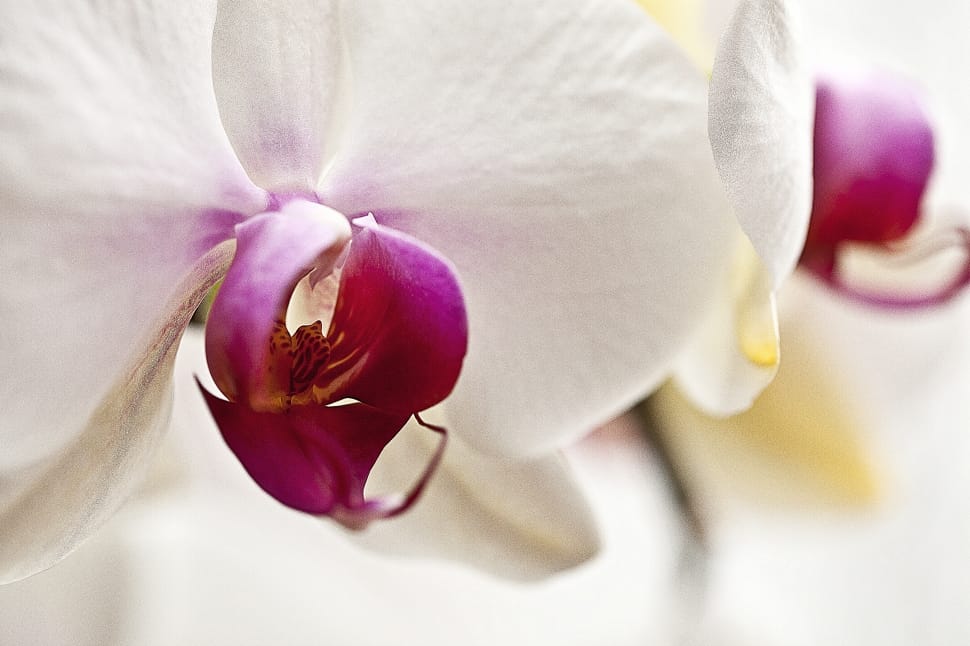 macro photography of orchid preview