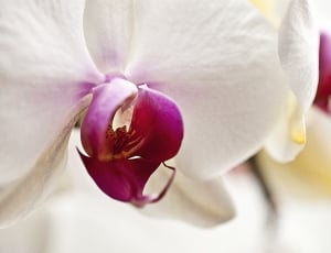 macro photography of orchid thumbnail