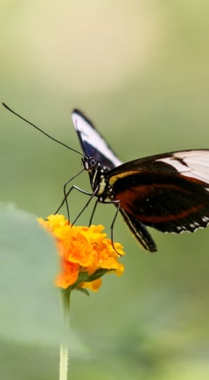 Probe, Insect, Butterfly, Fly, Wing, flower, insect thumbnail