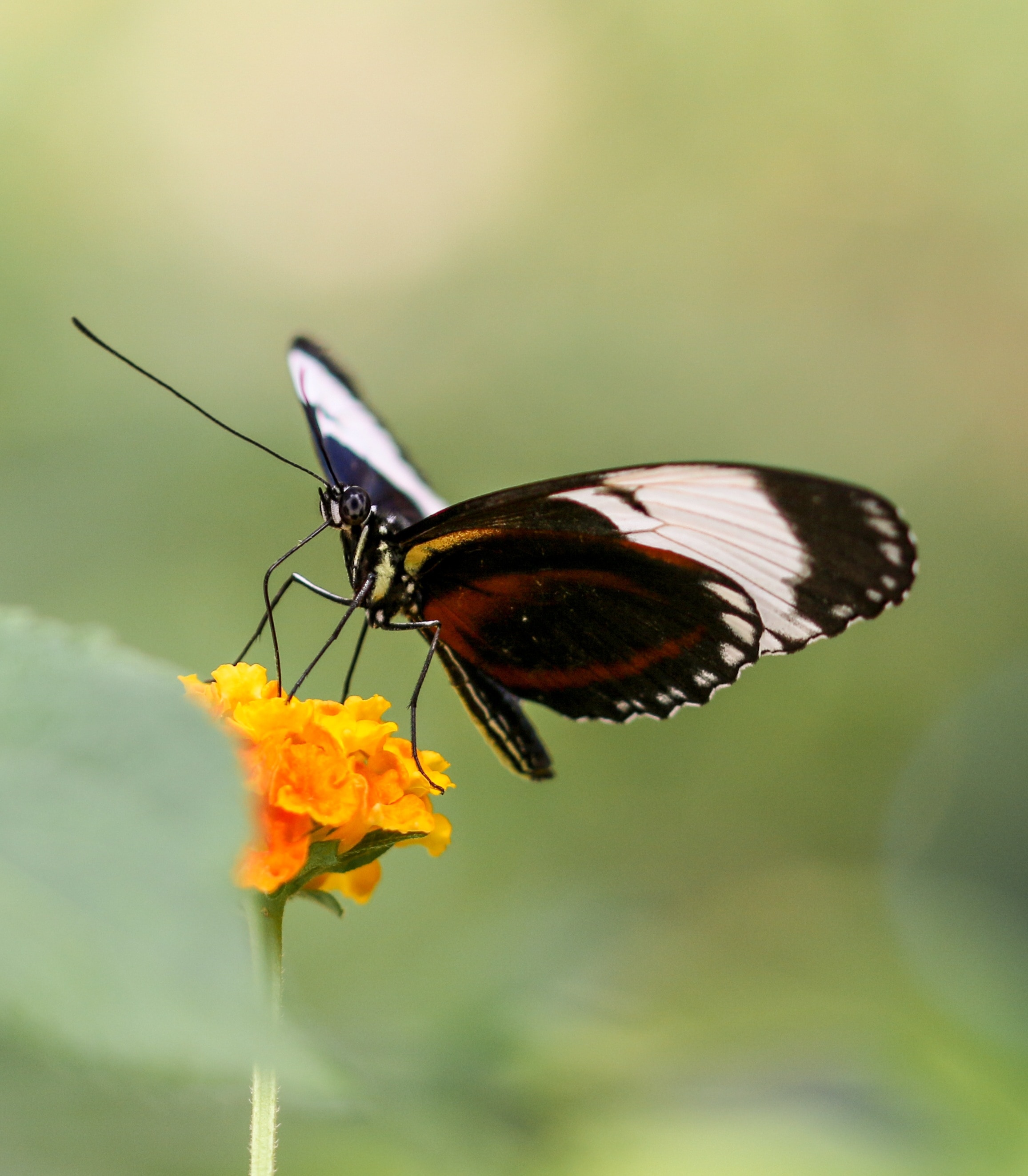 Probe, Insect, Butterfly, Fly, Wing, flower, insect