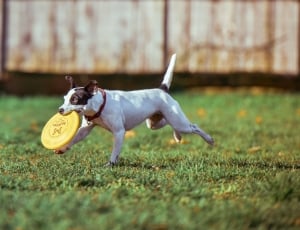 white and black short coated dog biting yellow round plastic running on green grass field thumbnail