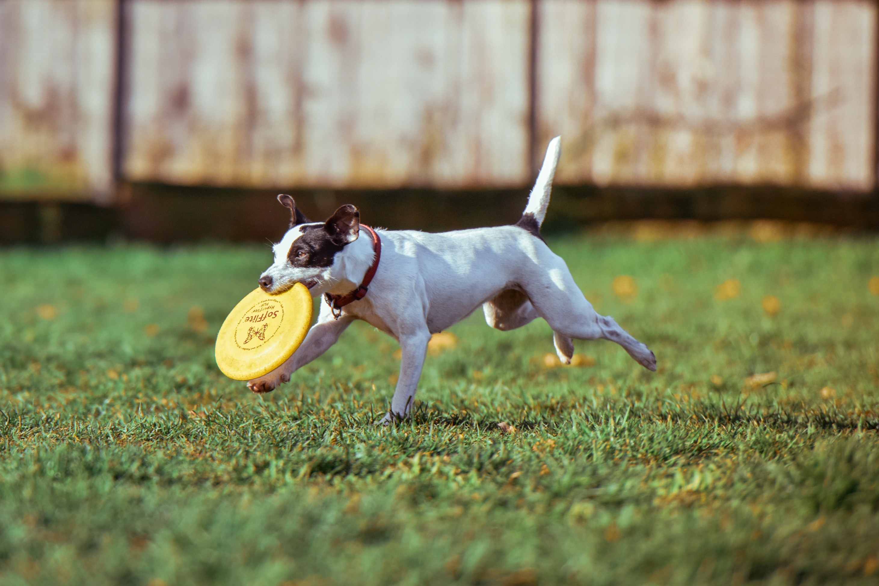 white and black short coated dog biting yellow round plastic running on green grass field