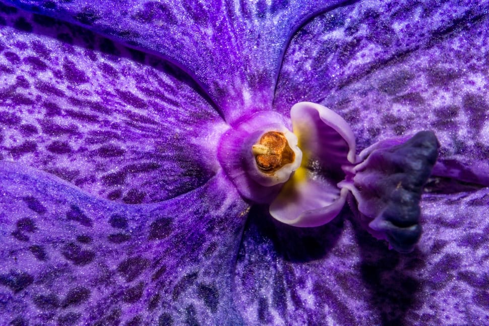 purple flower preview