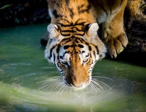tiger drinking water selective photo thumbnail