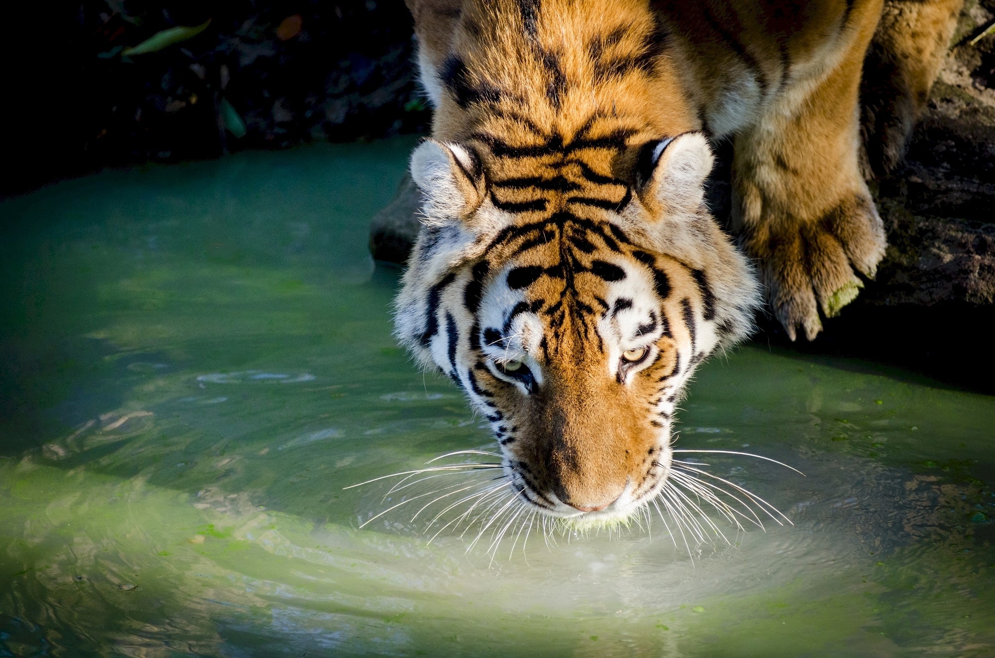 tiger drinking water selective photo