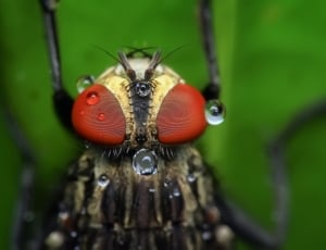 black and red insect thumbnail