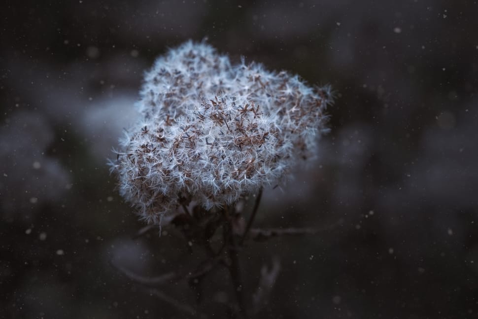 white dandelion preview