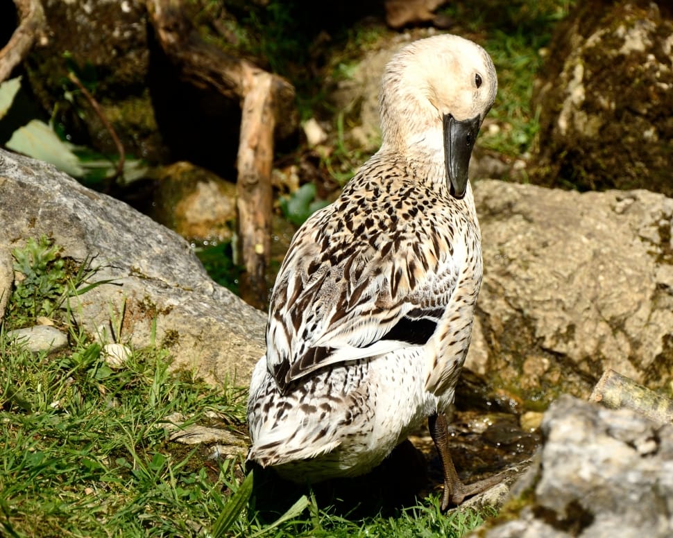 white and black feathered duck preview