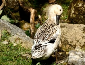 white and black feathered duck thumbnail