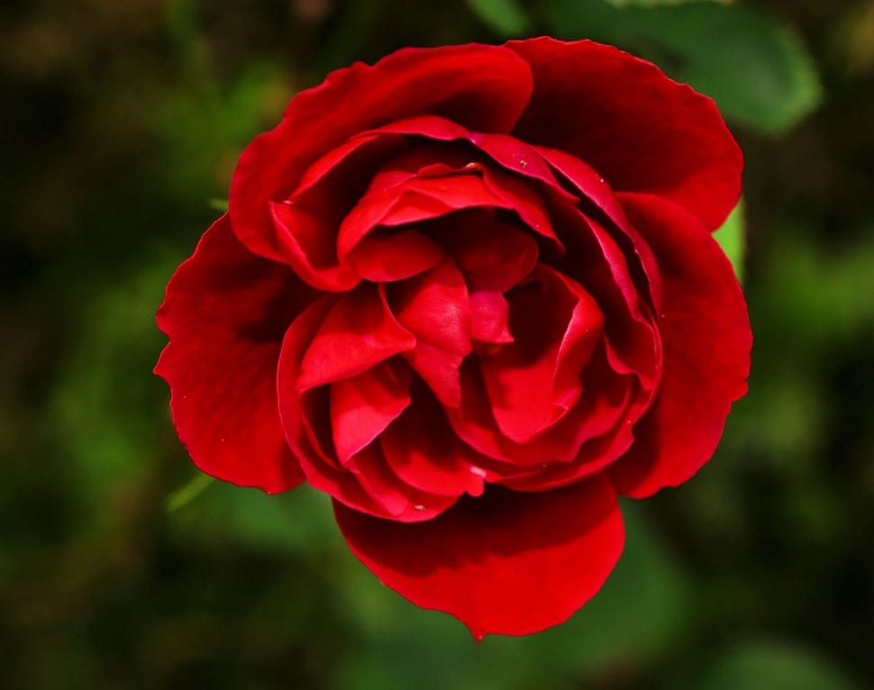 red rose blooming during daytime preview